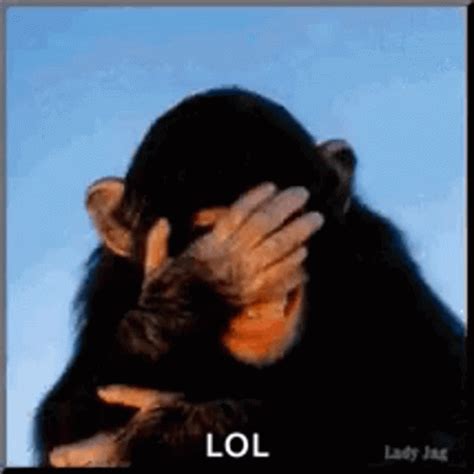 laughing monkey gif.